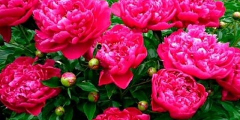 Kako orezati božure u jesen